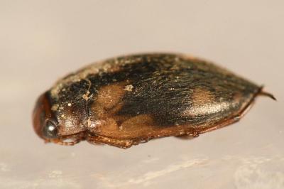 <i>Hydroporus palustris</i>