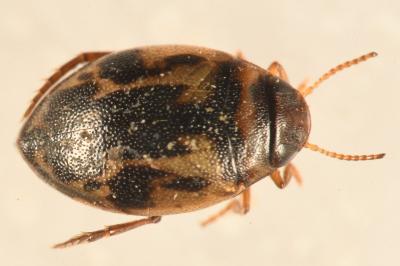 <i>Hygrotus inaequalis</i>