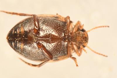 <i>Hygrotus inaequalis</i>