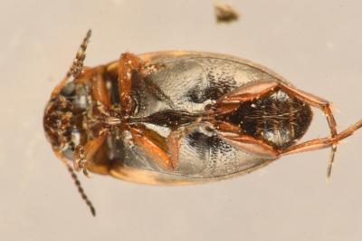 <i>Graptodytes flavipes</i>