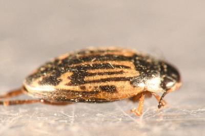 <i>Graptodytes flavipes</i>