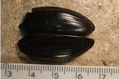 <i>Hydrophilus piceus</i>