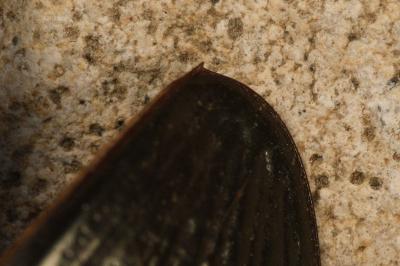 <i>Hydrophilus piceus</i>