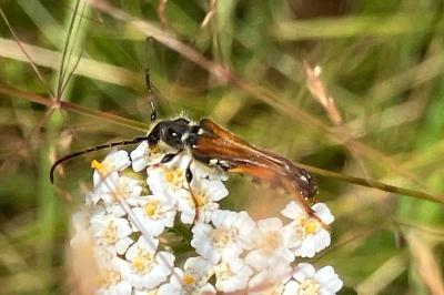 <i>Stenopterus rufus</i>
