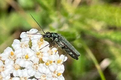 <i>Oedemera nobilis</i>