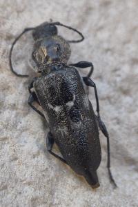 <i>Hylotrupes bajulus</i>