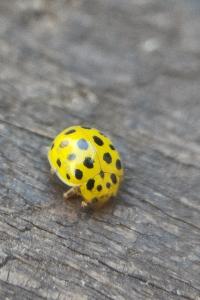 <i>Psyllobora vigintiduopunctata</i>