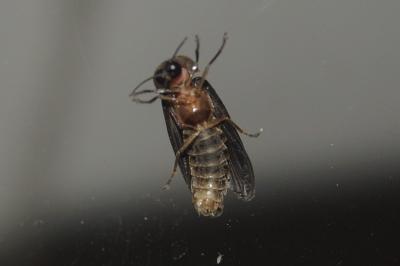<i>Lampyris</i>