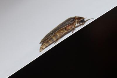 <i>Lampyris</i>
