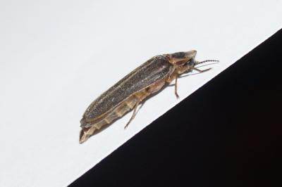 <i>Lampyris</i>