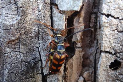 <i>Leptura aurulenta</i>