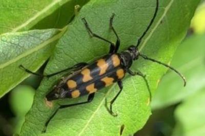 <i>Leptura quadrifasciata</i>