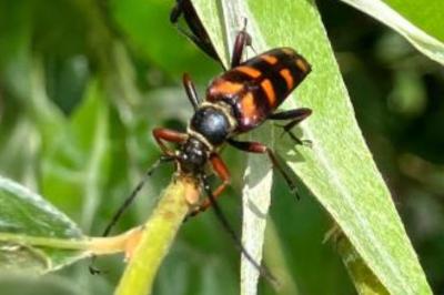 <i>Leptura aurulenta</i>