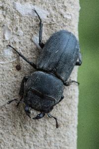 <i>Dorcus parallelipipedus</i>