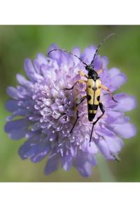 <i>Rutpela maculata</i>