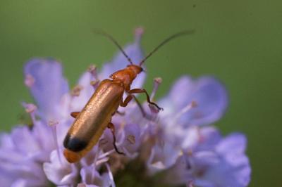 <i>Rhagonycha fulva</i>