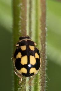 <i>Propylea quatuordecimpunctata</i>