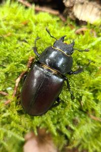<i>Lucanus cervus</i>