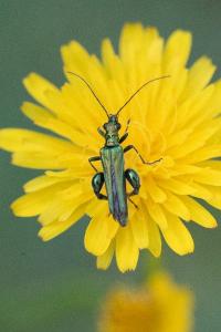 <i>Oedemera nobilis</i>