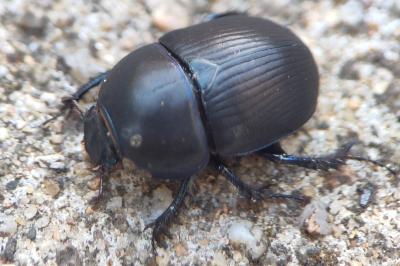 <i>Anoplotrupes stercorosus</i>