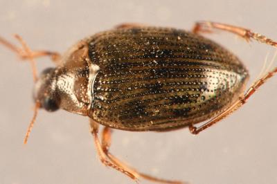 Haliplus lineatocollis