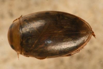 <i>Laccophilus minutus</i>