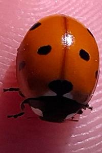 <i>Coccinella</i>