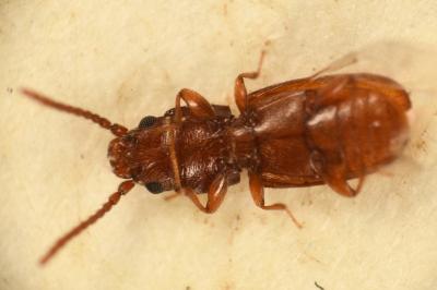 <i>Cryptolestes</i>