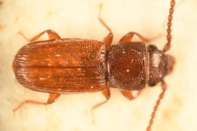<i>Cryptolestes</i>