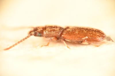 <i>Cryptolestes</i>