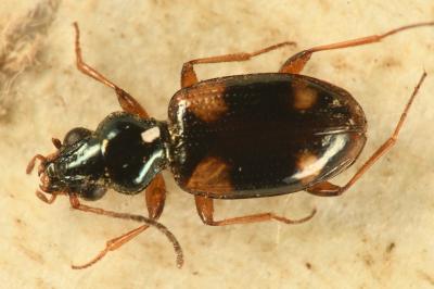 <i>Bembidion quadrimaculatum</i>