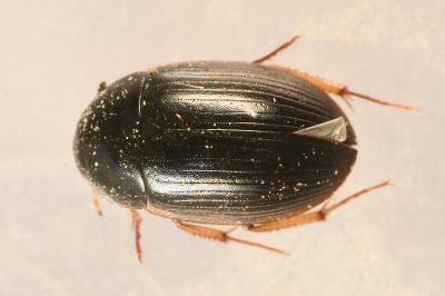 <i>Hydrobius fuscipes</i>
