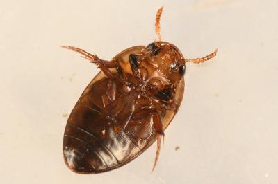 <i>Noterus clavicornis</i>