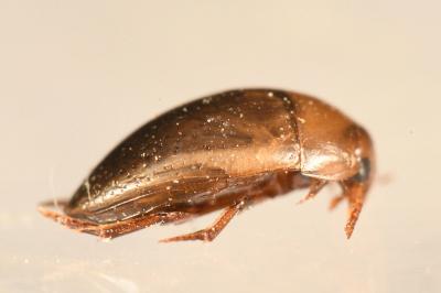 <i>Noterus clavicornis</i>