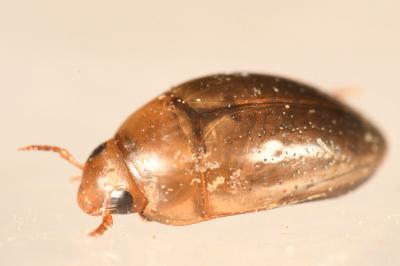 <i>Noterus clavicornis</i>