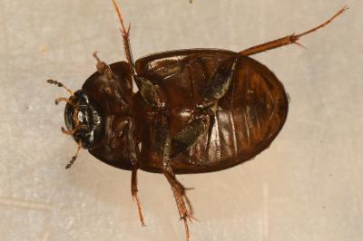 <i>Hydrobius fuscipes</i>