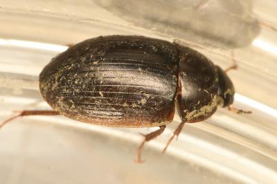 <i>Hydrobius fuscipes</i>