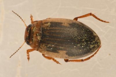 <i>Hygrotus impressopunctatus</i>