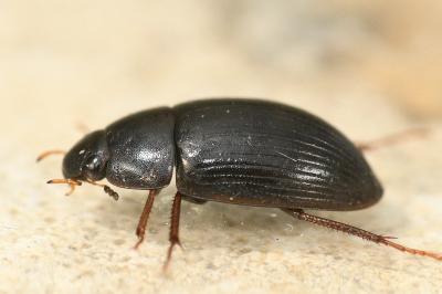 <i>Hydrobius fuscipes</i>