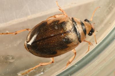 <i>Hygrobia hermanni</i>