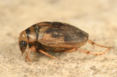 <i>Hygrobia hermanni</i>