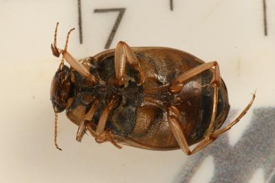 <i>Hygrobia hermanni</i>