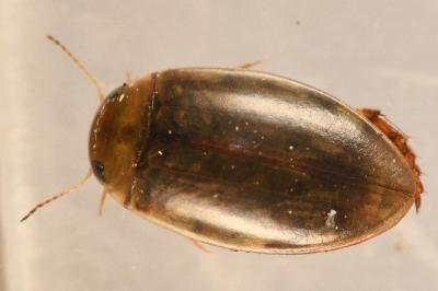 <i>Laccophilus minutus</i>