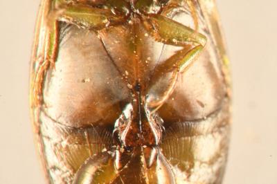 <i>Laccophilus minutus</i>