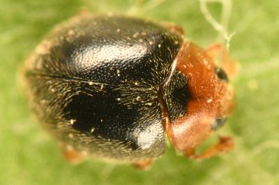 <i>Scymnus rubromaculatus</i>