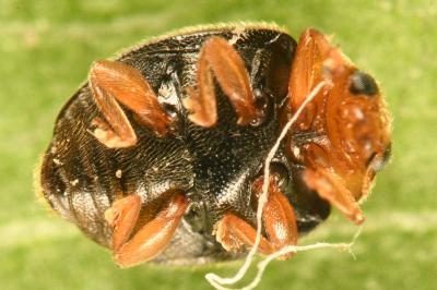 <i>Scymnus rubromaculatus</i>
