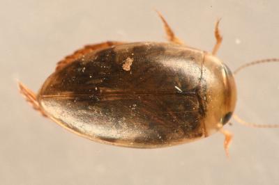 <i>Laccophilus minutus</i>