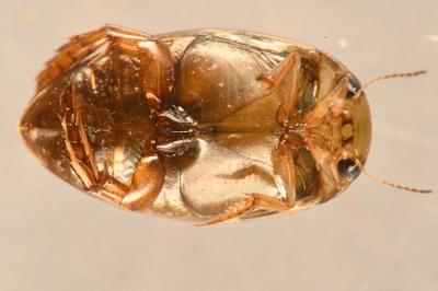 <i>Laccophilus minutus</i>