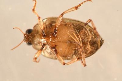 <i>Peltodytes caesus</i>