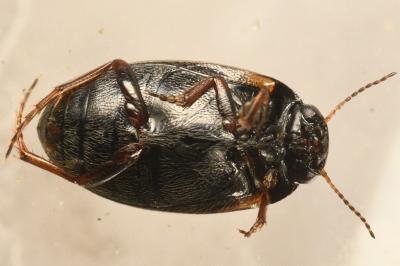 <i>Hydroporus planus</i>